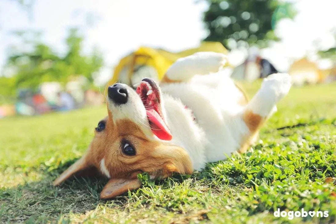 10 reglas esenciales para un perro feliz y sano
