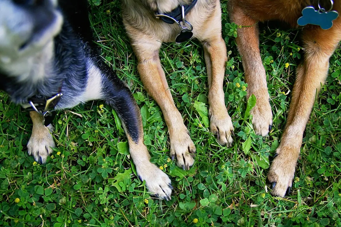 ¿Por qué tu perro se lame las patas justo después de un paseo?