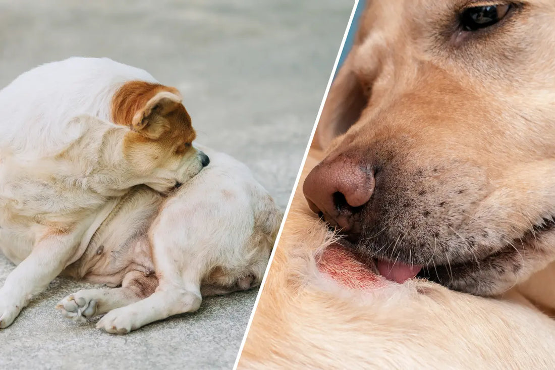 Cómo reducir los brotes alérgicos en perros de forma natural