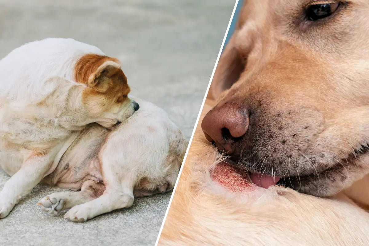Cómo reducir los brotes alérgicos en perros de forma natural