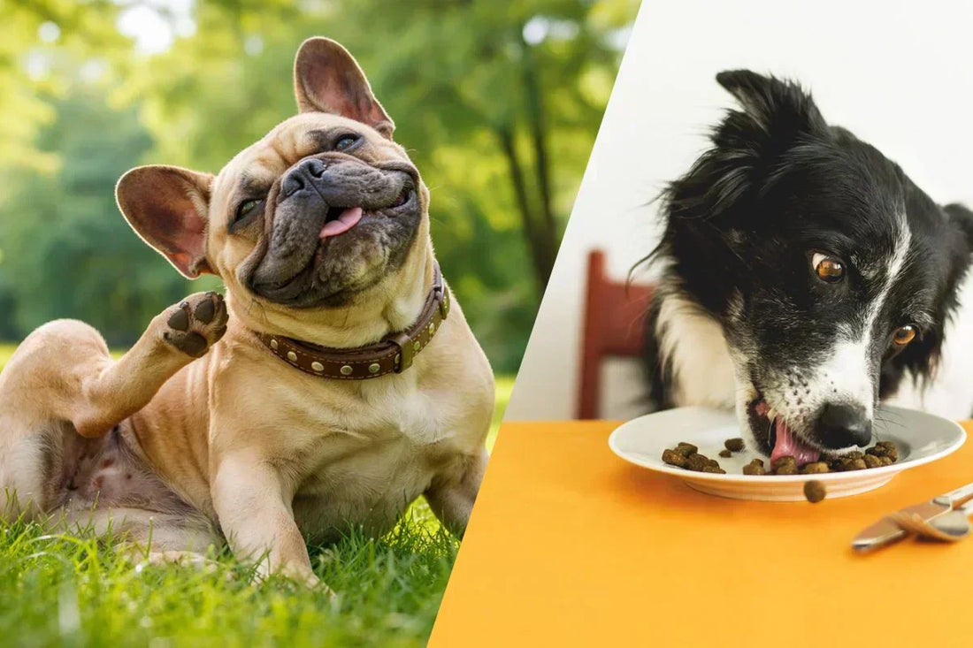 Perros alergias