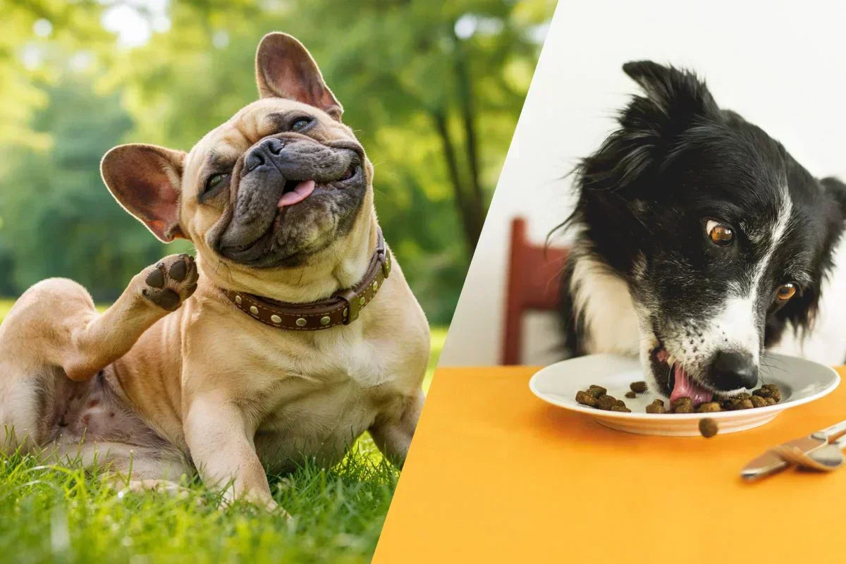 Perros alergias