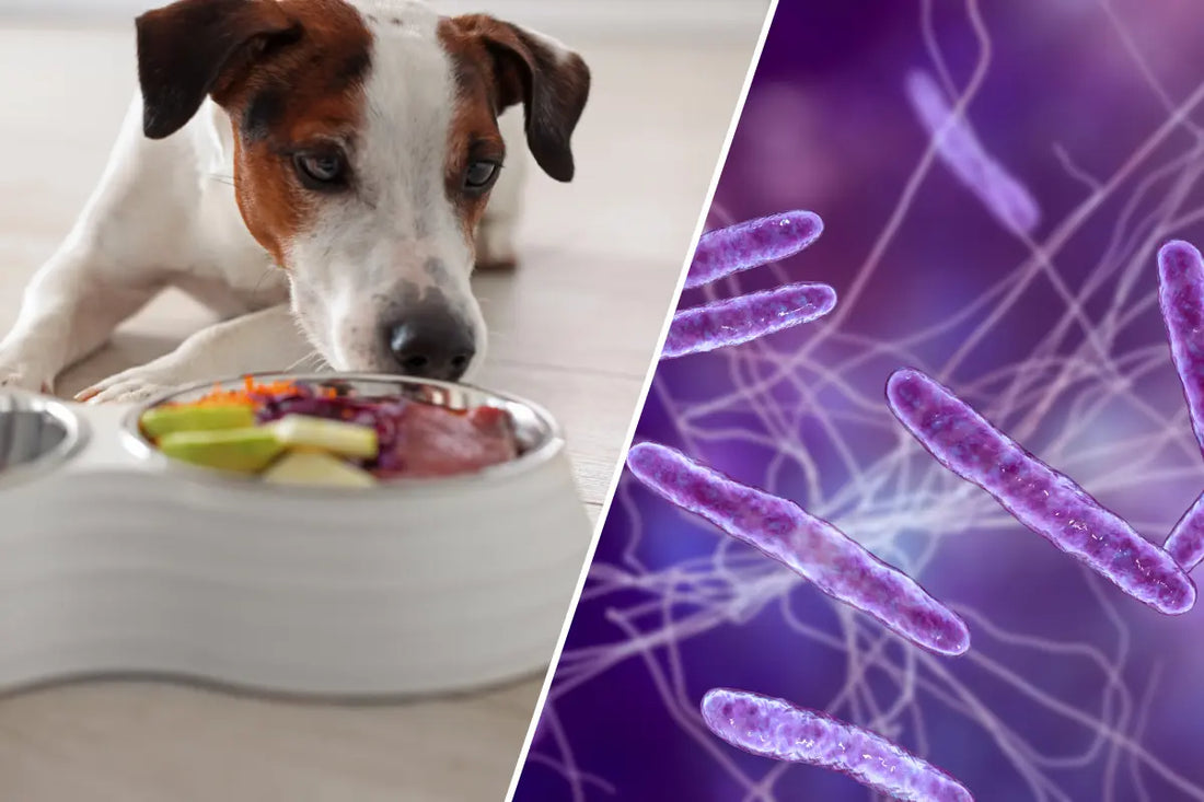 Eje intestino-piel en perros: cómo influye en las alergias y el picor