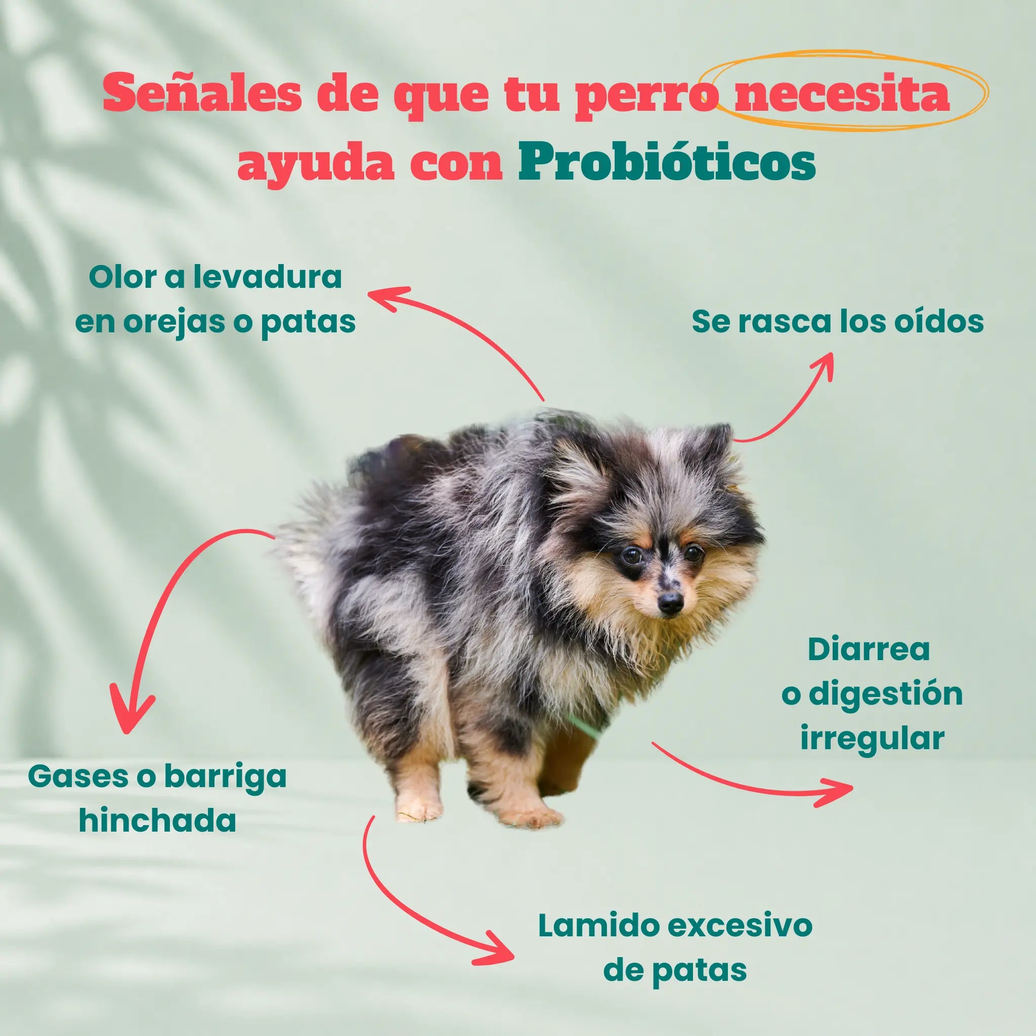 Probióticos para perros -  Masticables suaves 120 uds