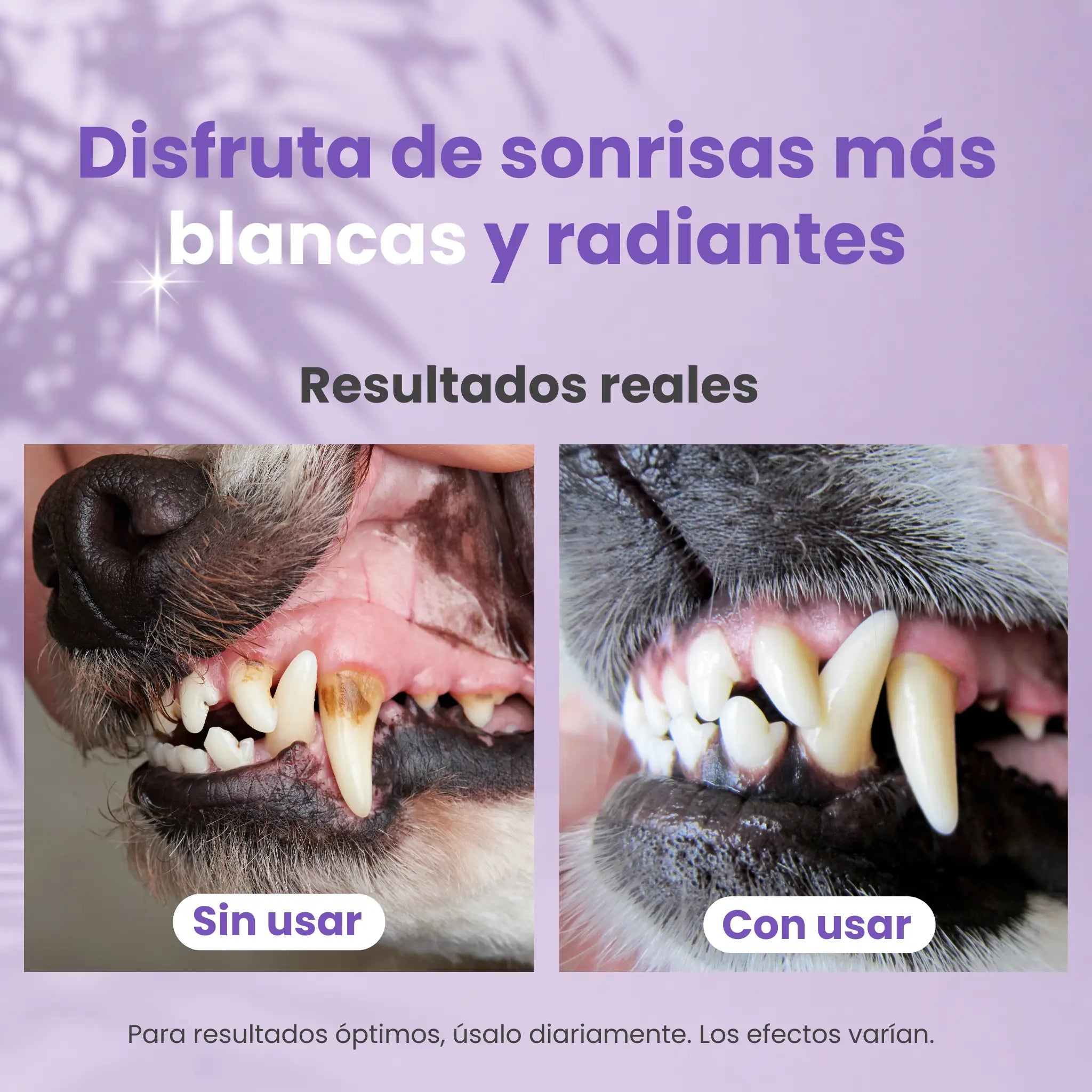 Dog Dental Powder