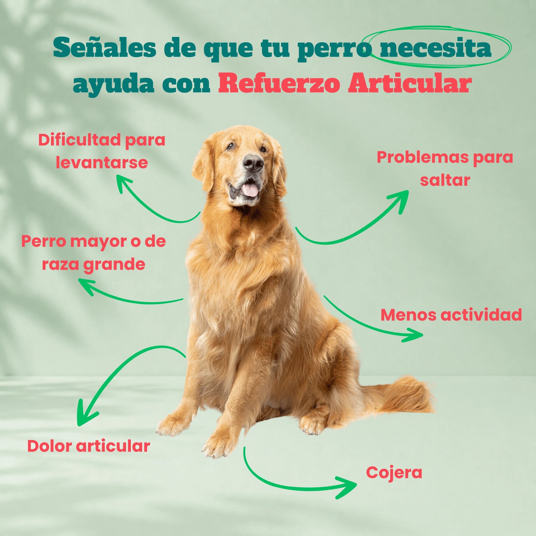 Probiotics for dogs - Soft Chews